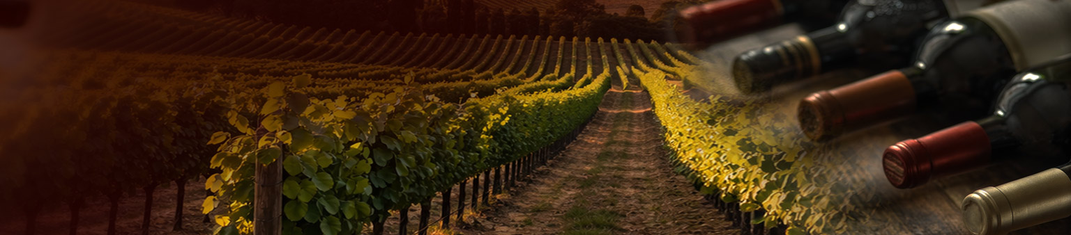 Vineyard view with bottles of wine